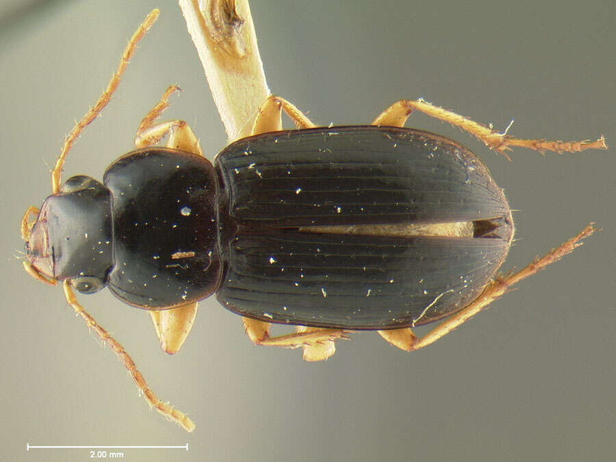 Image de Selenophorus (Selenophorus) opalinus (Le Conte 1863)