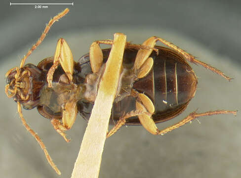 Image of Selenophorus (Selenophorus) opalinus (Le Conte 1863)