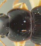 Image of Selenophorus (Selenophorus) opalinus (Le Conte 1863)