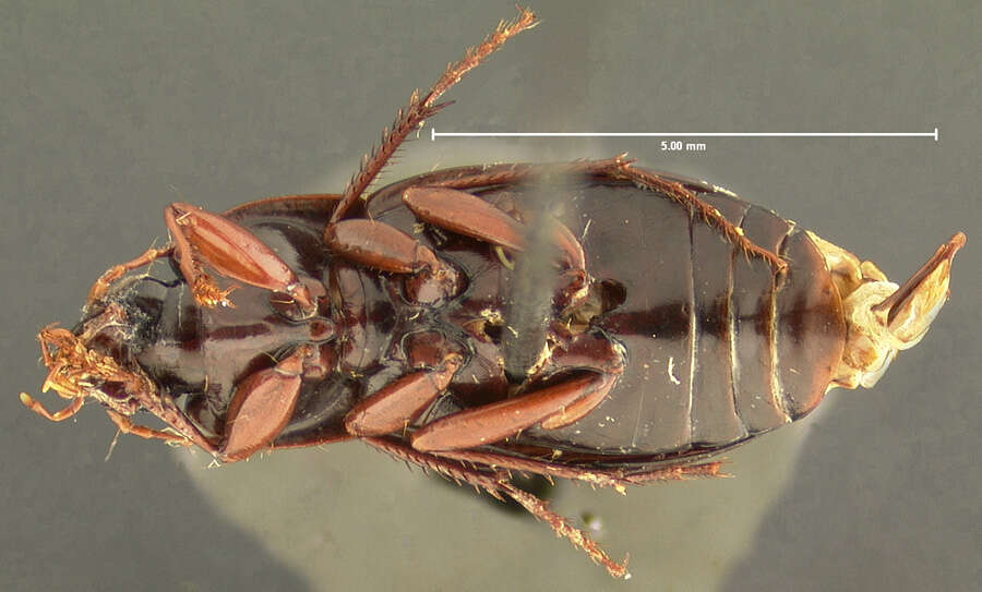 Image of Calathus (Neocalathus) whiteheadi Ball & Nègre 1972