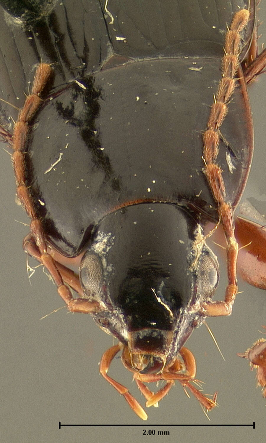 Image of Calathus (Neocalathus) whiteheadi Ball & Nègre 1972