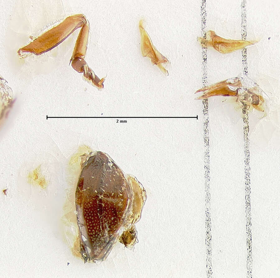 Plancia ëd Hyphydrus celebensis Biström 1983