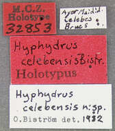 Plancia ëd Hyphydrus celebensis Biström 1983