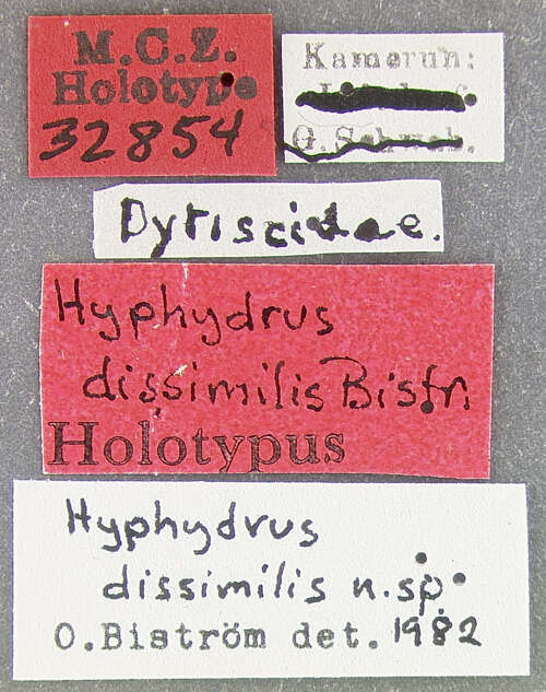 Image de Hyphydrus dissimilis Biström 1983