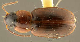 Image of Ground beetle