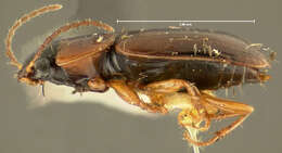 Image of Ground beetle