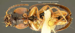 Image of Ground beetle