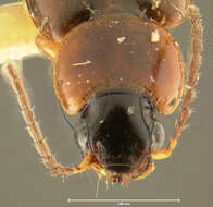 Image of Ground beetle