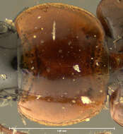 Image of Ground beetle