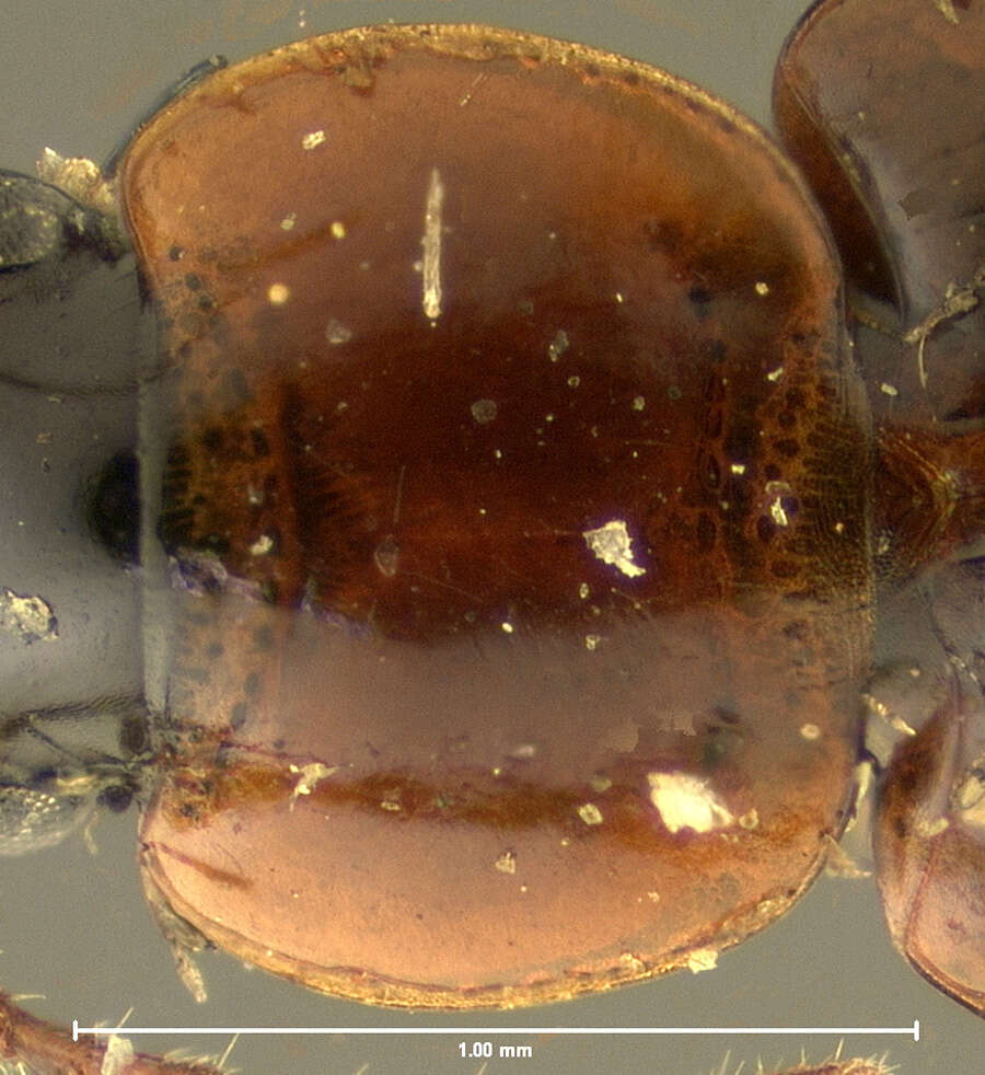 Image of Ground beetle