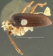 Image of Harpalus (Pseudoophonus) faunus Say 1823