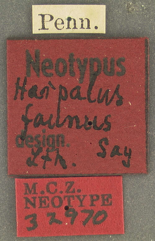 Image of Harpalus (Pseudoophonus) faunus Say 1823