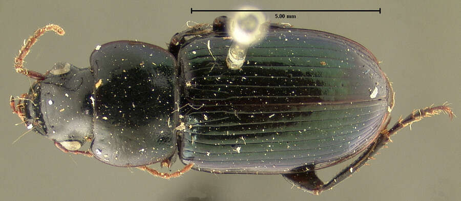 Sivun Harpalus (Harpalus) amputatus Say 1830 kuva