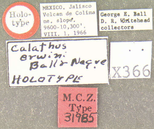 Image de Calathus (Neocalathus) erwini Ball & Nègre 1972