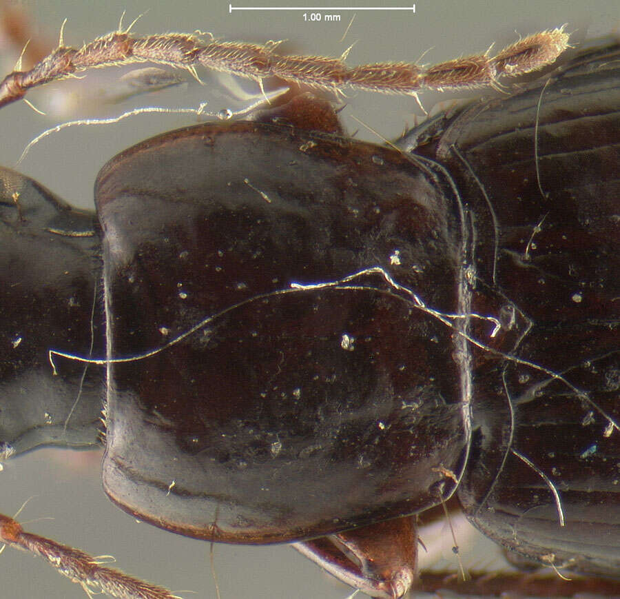 Image de Calathus (Neocalathus) erwini Ball & Nègre 1972