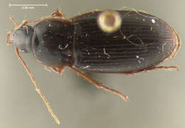 Image of Calathus (Neocalathus) durango Ball & Nègre 1972