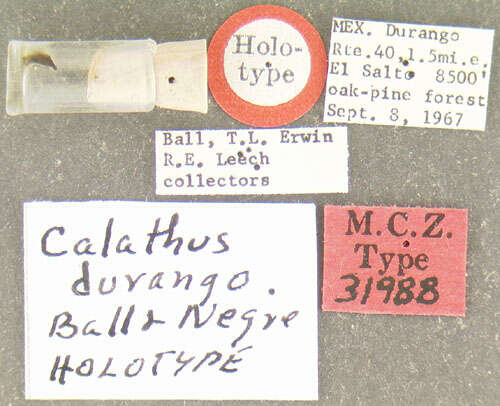 Image of Calathus (Neocalathus) durango Ball & Nègre 1972