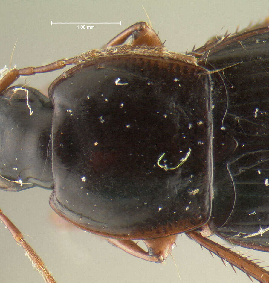 Image of Calathus (Neocalathus) durango Ball & Nègre 1972