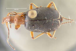 Imagem de Brachinus (Neobrachinus) aabaaba Erwin 1970