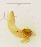 Image of Brachinus (Neobrachinus) alexiguus Erwin 1970