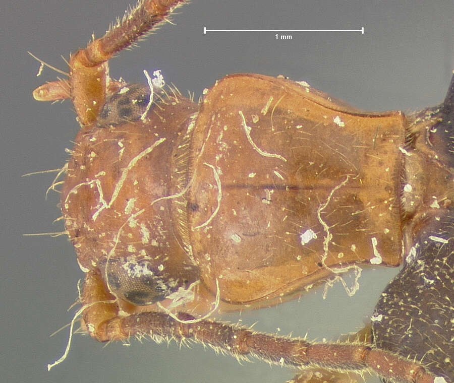 Image of Brachinus (Neobrachinus) alexiguus Erwin 1970