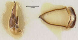 Image of Sphallomorpha spurgeoni Baehr 1992