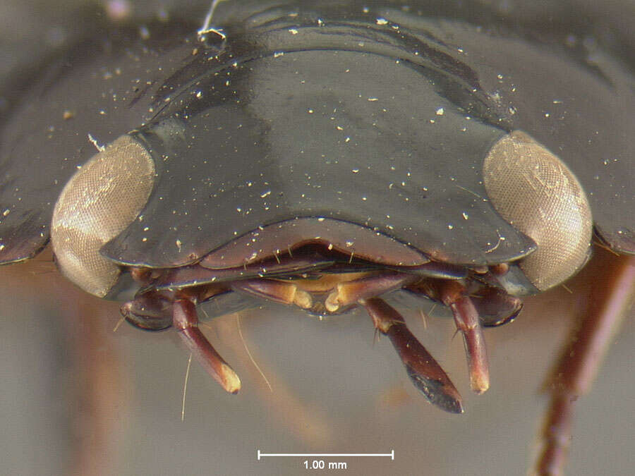 Image of Sphallomorpha spurgeoni Baehr 1992