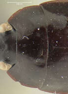 Image of Sphallomorpha spurgeoni Baehr 1992