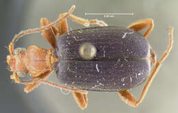 Sivun Brachinus (Neobrachinus) vulcanoides Erwin 1969 kuva