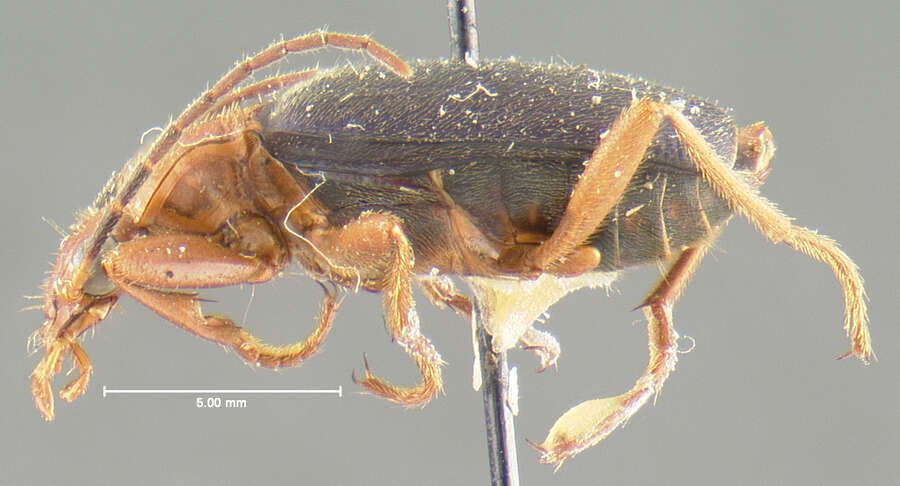 Sivun Brachinus (Neobrachinus) vulcanoides Erwin 1969 kuva