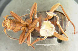 Sivun Brachinus (Neobrachinus) vulcanoides Erwin 1969 kuva