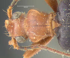 Sivun Brachinus (Neobrachinus) vulcanoides Erwin 1969 kuva