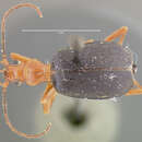 Image of Brachinus (Neobrachinus) fulminatus Erwin 1969