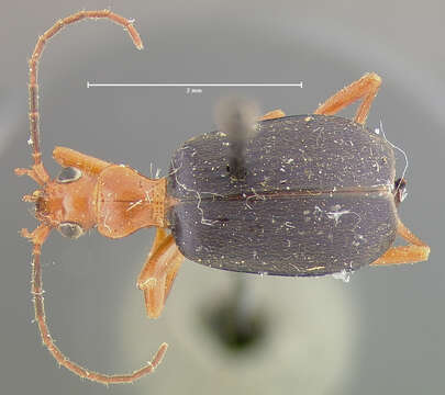 Image of Brachinus (Neobrachinus) fulminatus Erwin 1969