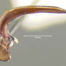 Image of Anisodactylus (Gynandrotarsus) darlingtoni Noonan 1973