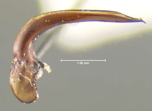 Anisodactylus (Gynandrotarsus) darlingtoni Noonan 1973 resmi