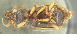 Image of Polpochila (Polpochila) marginalis Nègre 1963