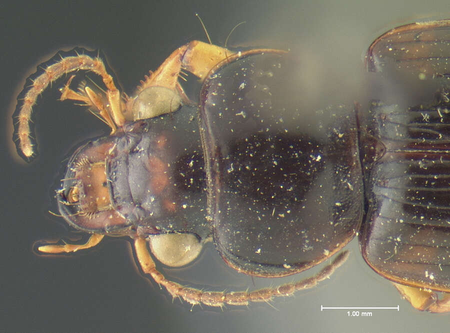 Sivun Polpochila (Polpochila) marginalis Nègre 1963 kuva