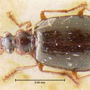 Image of Lebia (Lebia) chalcoma Andrewes 1947