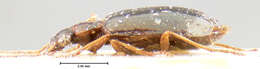 Lebia (Lebia) chalcoma Andrewes 1947 resmi