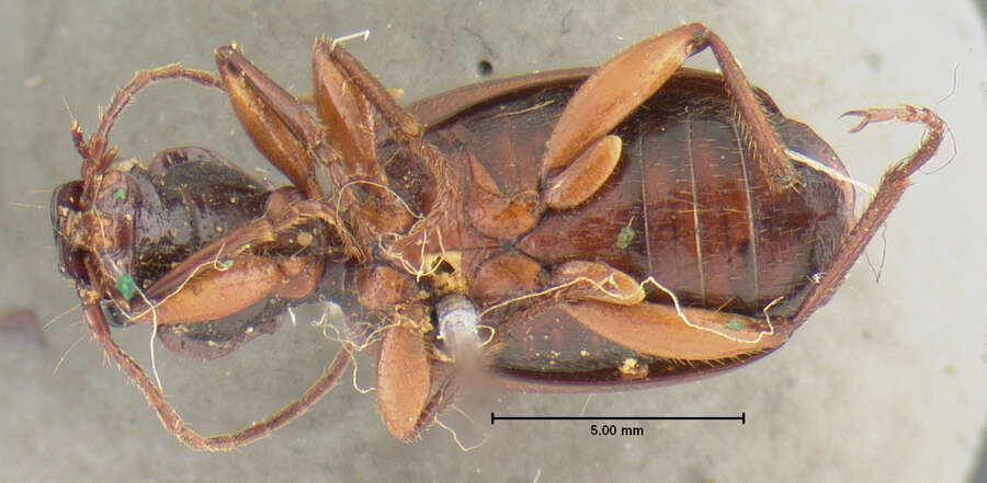 Plancia ëd Cymindis (Cymindis) interior Lindroth 1969