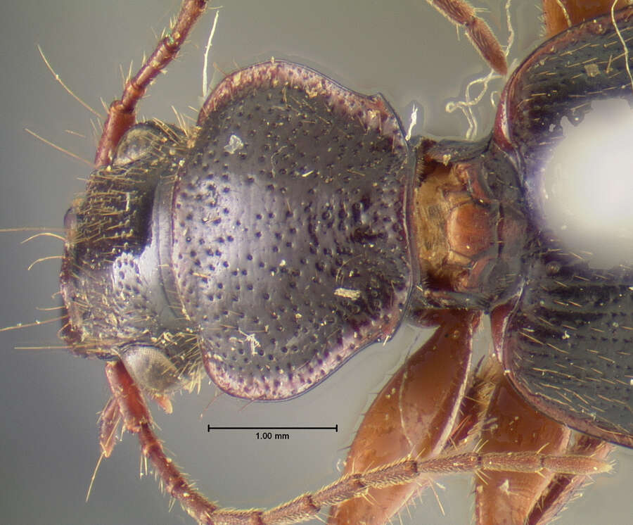 Plancia ëd Cymindis (Cymindis) interior Lindroth 1969