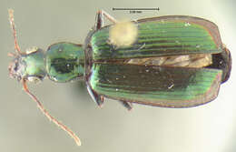 Image of Calleida (Calleida) viridipennis (Say 1823)