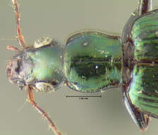 Image of Calleida (Calleida) viridipennis (Say 1823)