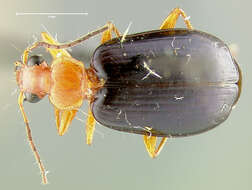 Lebia (Loxopeza) atriventris Say 1823 resmi