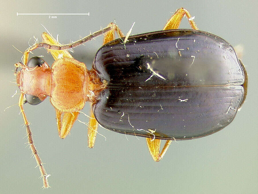 Lebia (Loxopeza) atriventris Say 1823 resmi