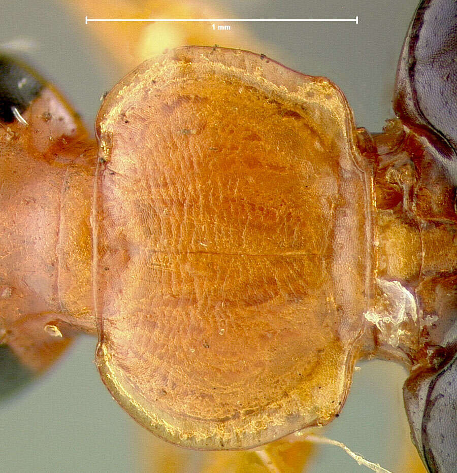 Lebia (Loxopeza) atriventris Say 1823 resmi