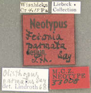 Image of Olisthopus parmatus (Say 1823)