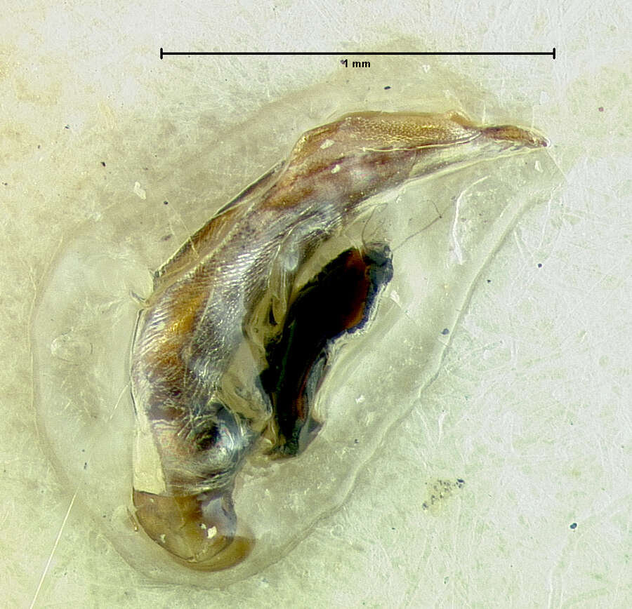 Agonum (Olisares) punctiforme (Say 1823)的圖片