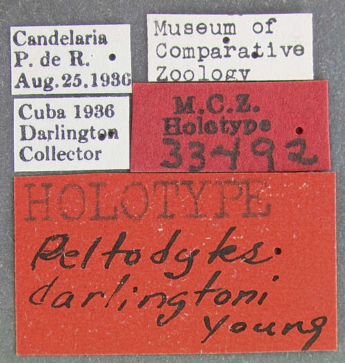Image of Peltodytes darlingtoni Young 1961